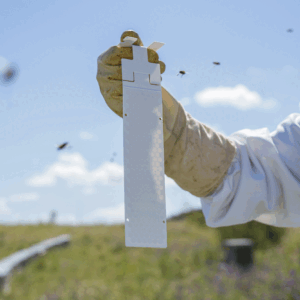 Calistrip® Biox Oxalsäurestreifen  10 Stück im Pack